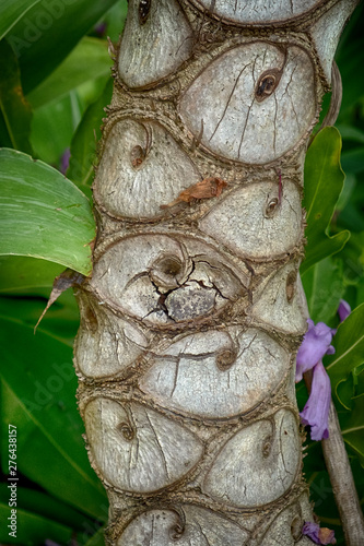 Sydney Tree Close Up