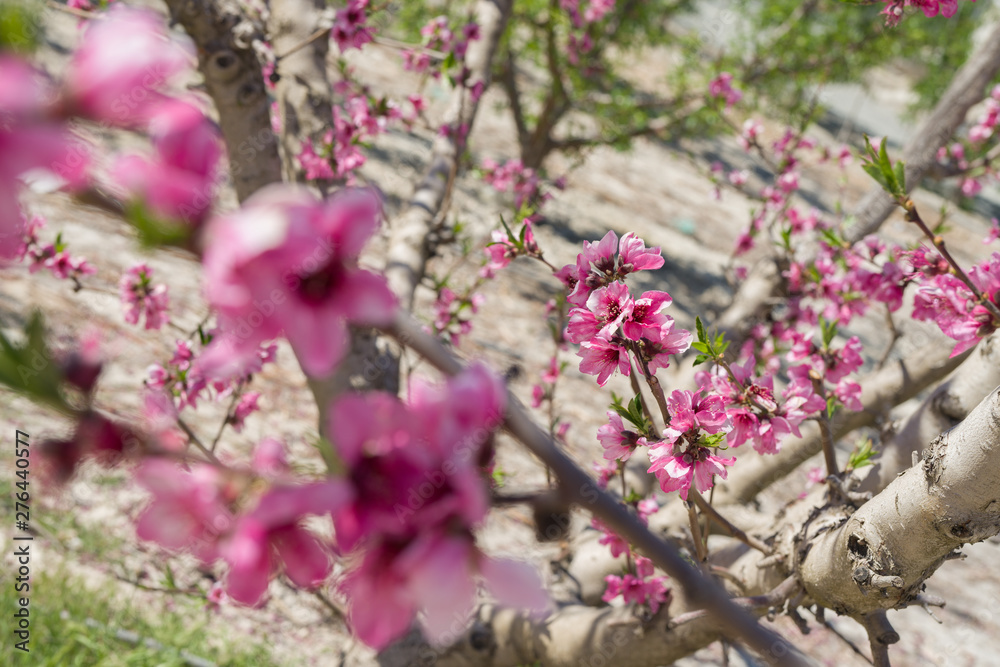 Beautiful pink peach flowers petals and trees blooming on a spring sunny day Beautiful pink peach flowers petals and trees blooming on a spring sunny day