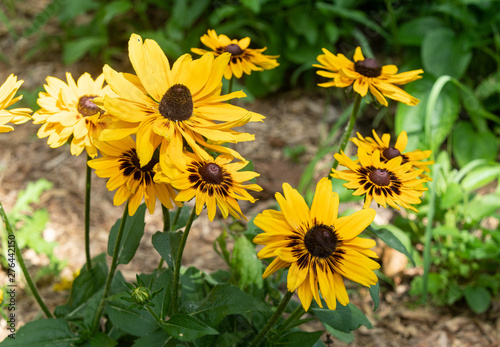 sunflowers are enjoying the sunshine and waiting for rain