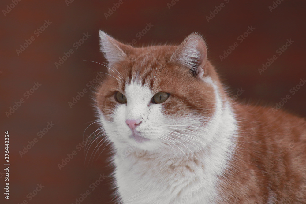 cat on red background cat on red background