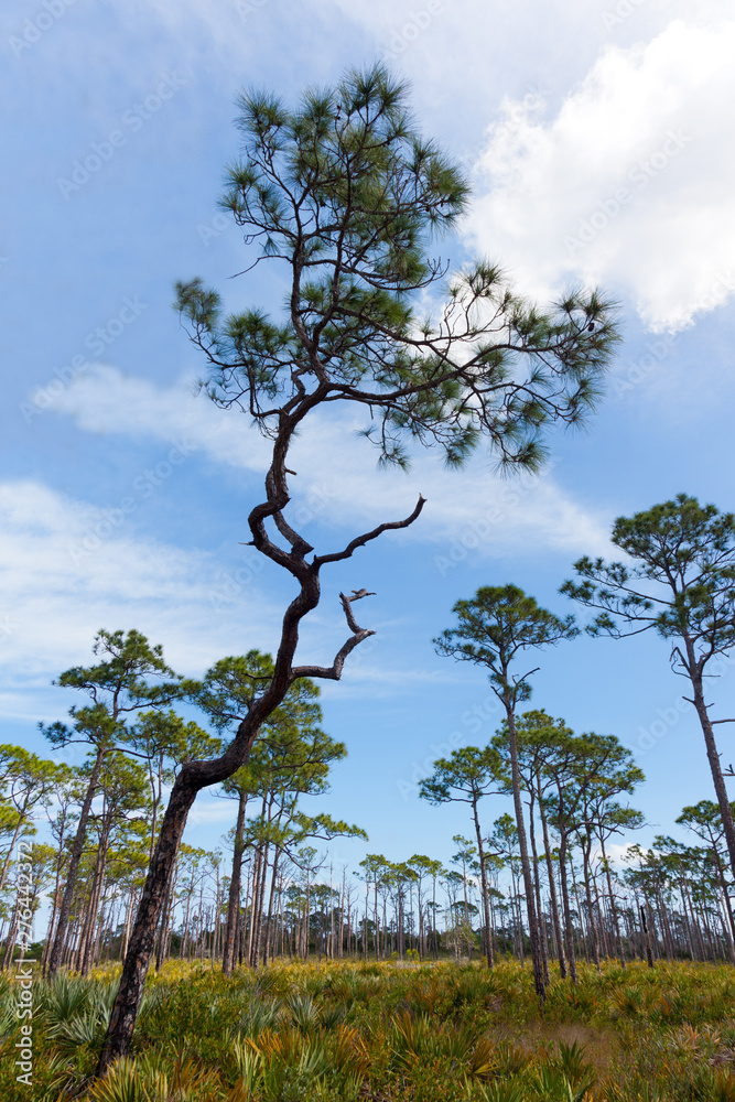 Pine flatwoods in Florida.