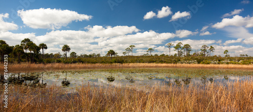 Fotografie Scene of pond in Jonathan Dickinson State Park, Florida