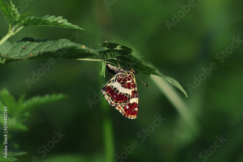 red butterfly on a leaf