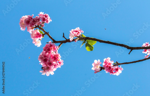 Cerejeiras sakura photo