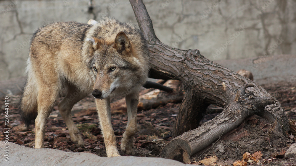 Fototapeta premium wolf in the zoo