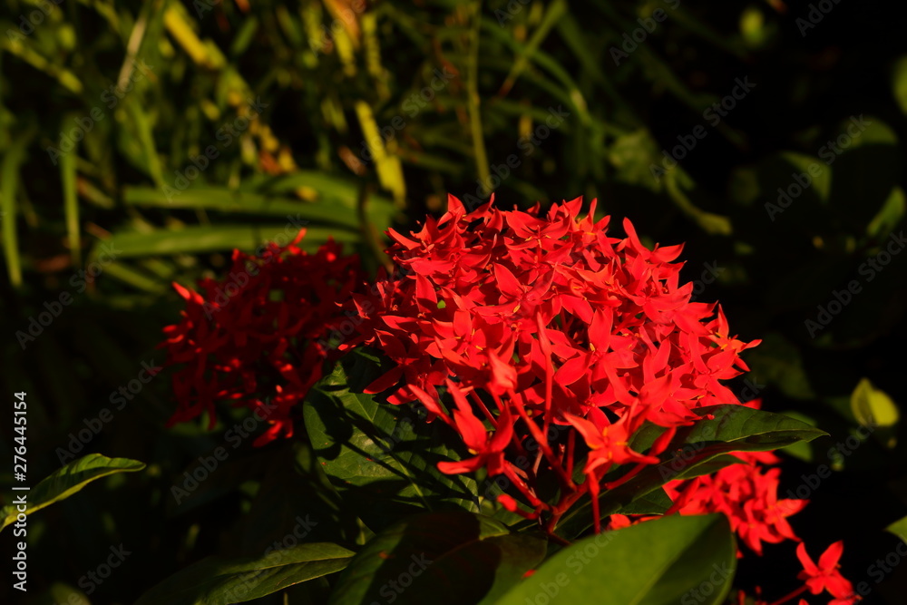Closeup of red ixora on sunny day, selective focus Closeup of red ixora on sunny day, selective focus