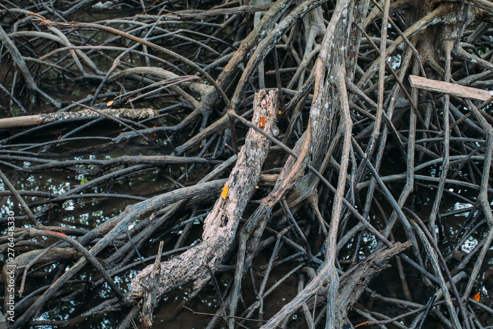 Mangrove forests are the trees that can tolerate saltwater. Mangroves