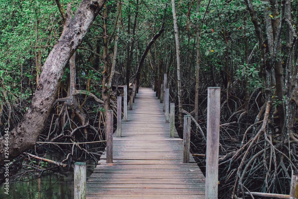 Wooden path way among the Mangrove forest, Thailand