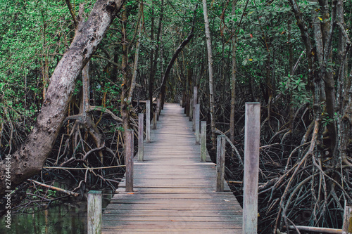 Wooden path way among the Mangrove forest  Thailand