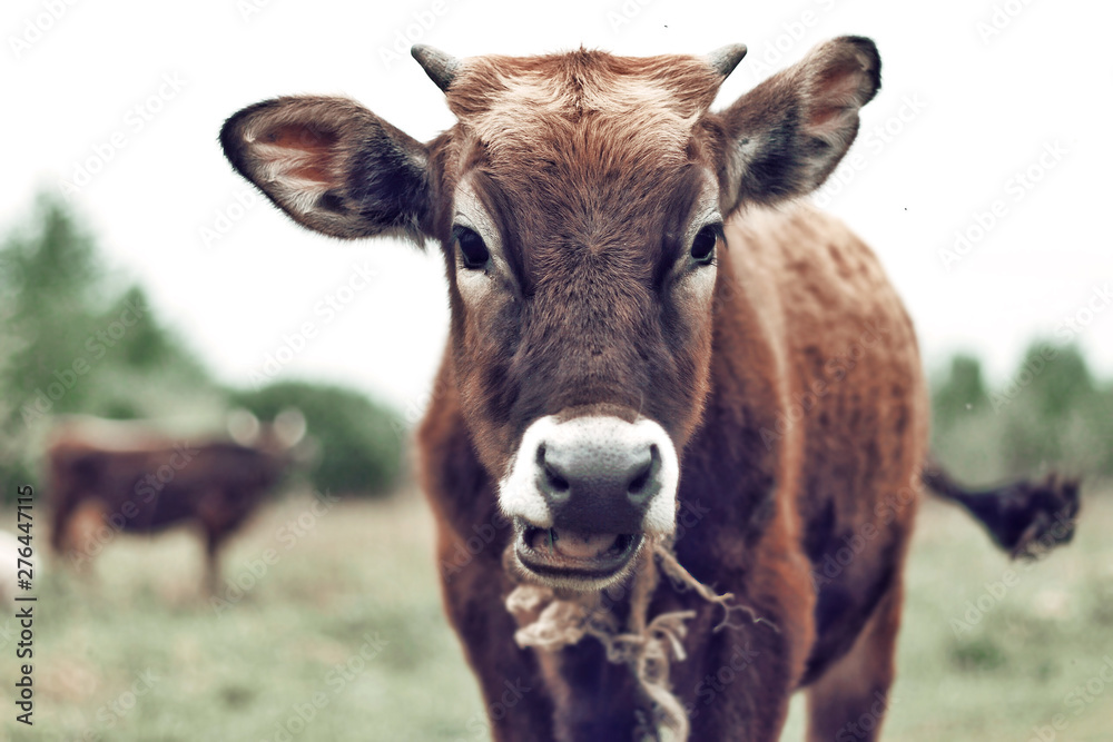 portrait of a cow portrait of a cow