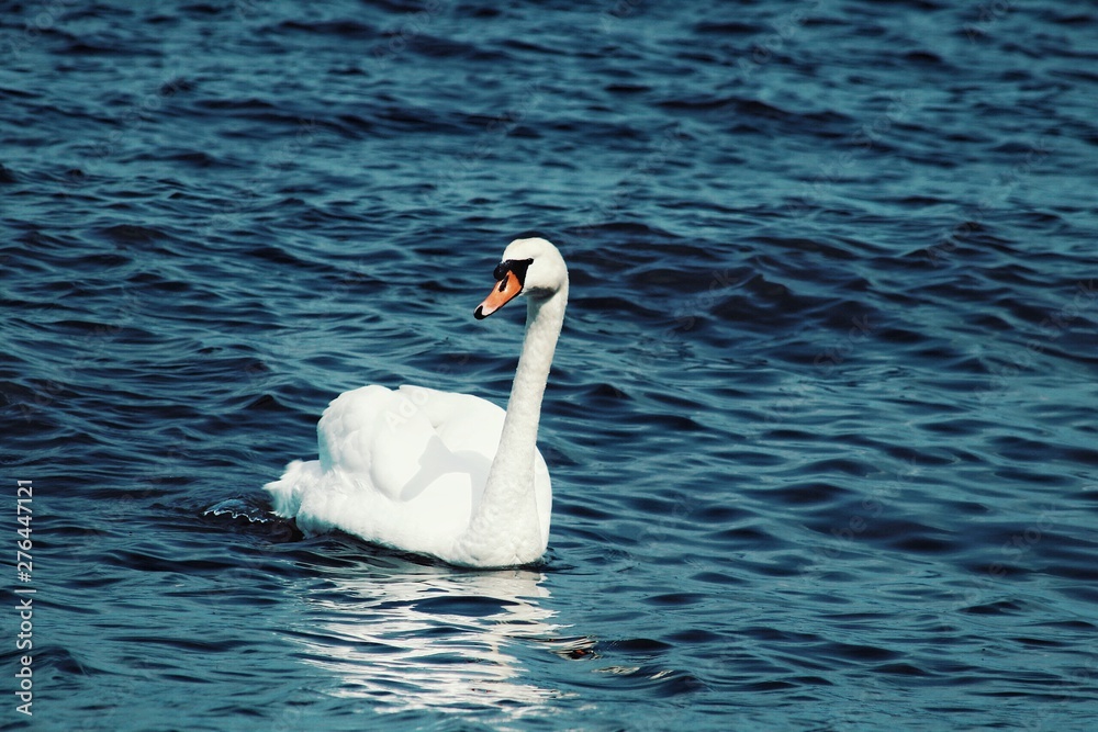 Fototapeta premium beautifull swan on the lake
