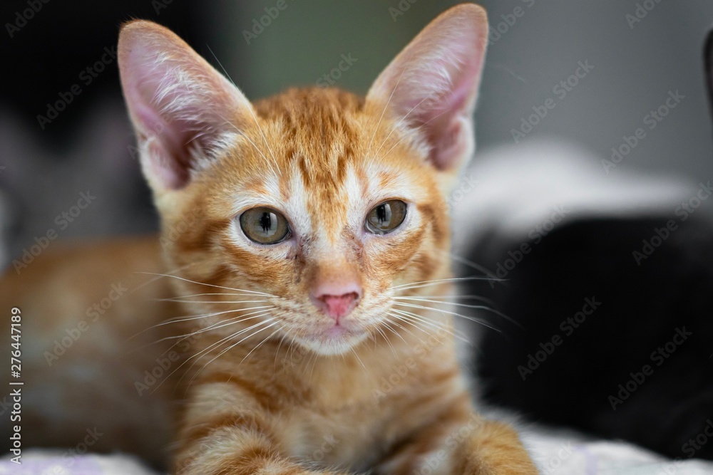 Portrait of cute little orange fur kitten.