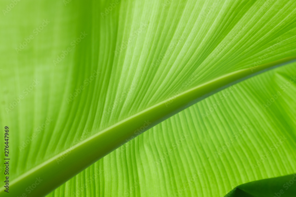 green leaves natural background wallpaper, texture of leaf, leaves with space for text green leaves natural background wallpaper, texture of leaf, leaves with space for text