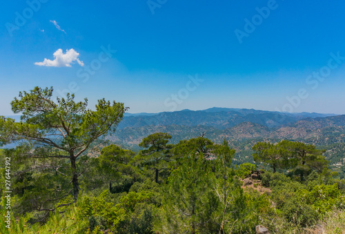 Cedar and beautiful view of the Troodos Mountains, Cyprus. Sunny summer day.