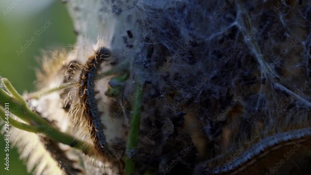 Macro close up of extremely small and furry caterpillars walking on a small twig and their home. Macro close up of extremely small and furry caterpillars walking on a small twig and their home.