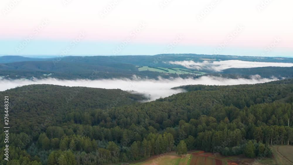 Aerial Drone Flying High Above Eucalyptus Tree Forest And Low Misty Clouds Aerial Drone Flying High Above Eucalyptus Tree Forest And Low Misty Clouds