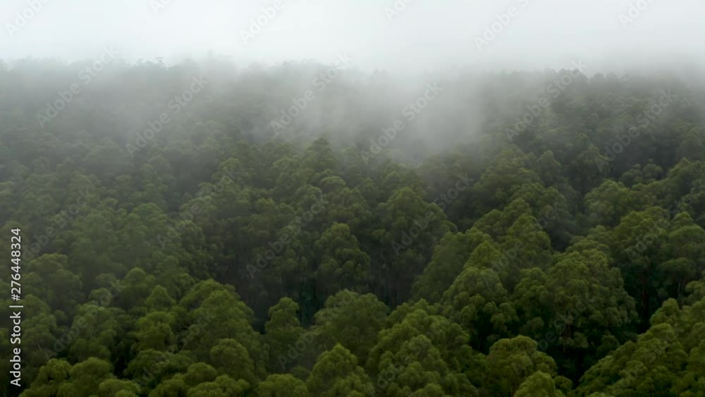 Aerial Drone Flying Through Misty Fog Above Dense Forest Aerial Drone Flying Through Misty Fog Above Dense Forest