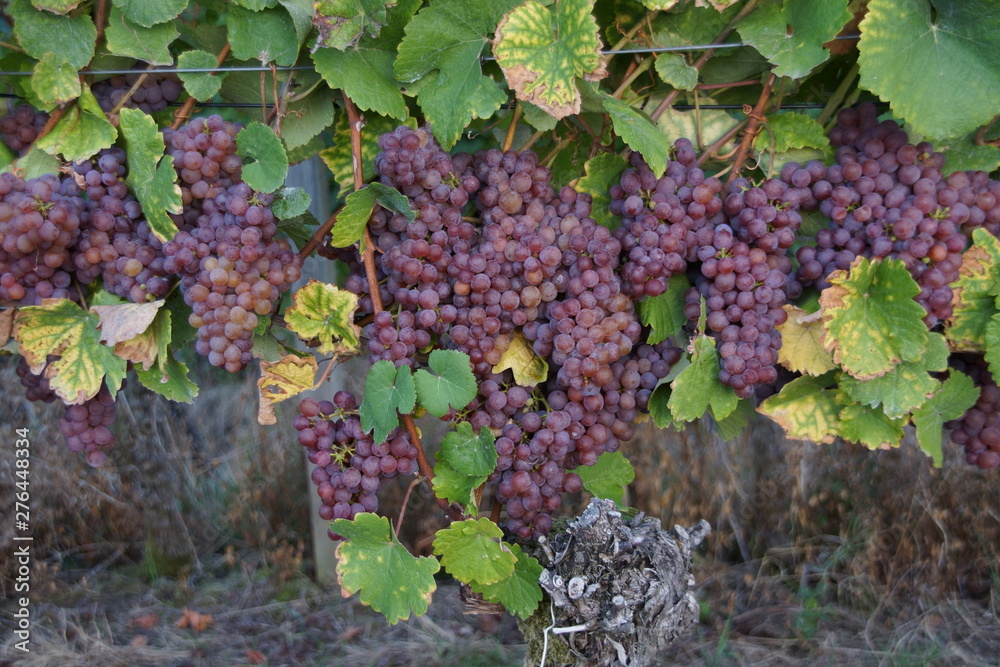 Rote Weintrauben am Rebstock