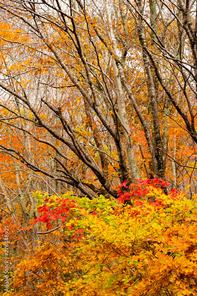 Fototapeta premium 秋の裏磐梯 燃える秋