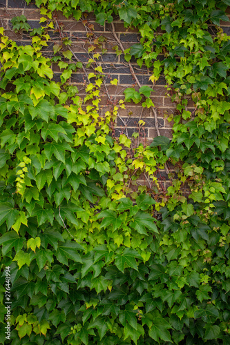 Green Ivy against brown brick wall © Diane