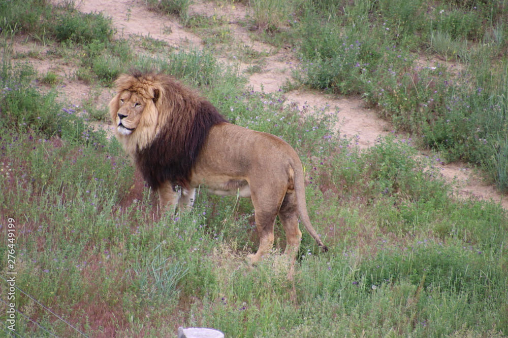 Naklejka premium King