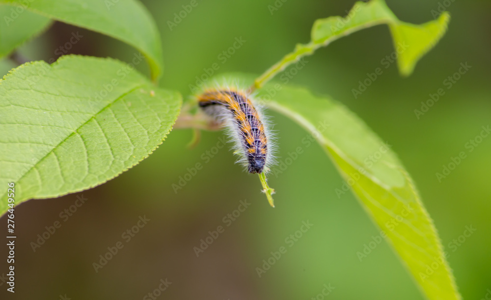 caterpillar eating a green leaf. insects are pests of plants. caterpillar close-up.
