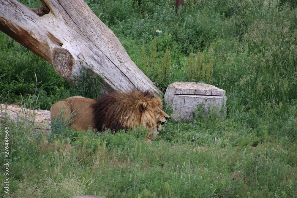 Naklejka premium King