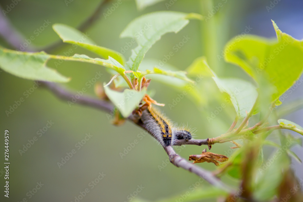 caterpillars on a branch with green leaves. insects are pests of plants. caterpillars close-up. caterpillars on a branch with green leaves. insects are pests of plants. caterpillars close-up.