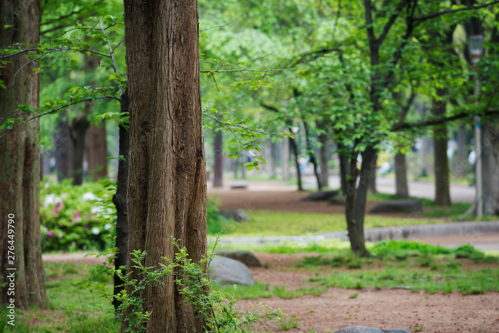 Fototapeta premium 雨の靭公園