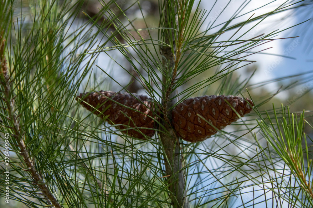 Conus of genus pinus tree. two pieces. close-up