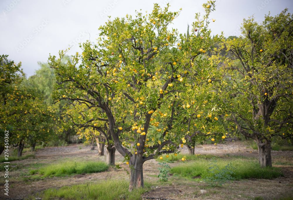 Orange tree