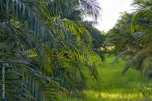 palm oil tree plantation tropical plant for bio diesel production