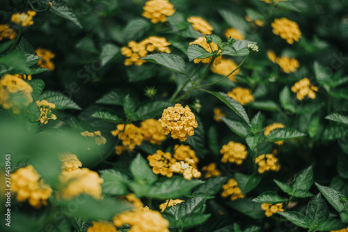 a little yellow flower in the garden when golden hour is coming