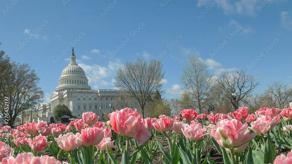 us capitol building with pink tulips washington dc