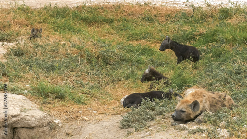 wide shot of hyena cubs in amboseli © chris