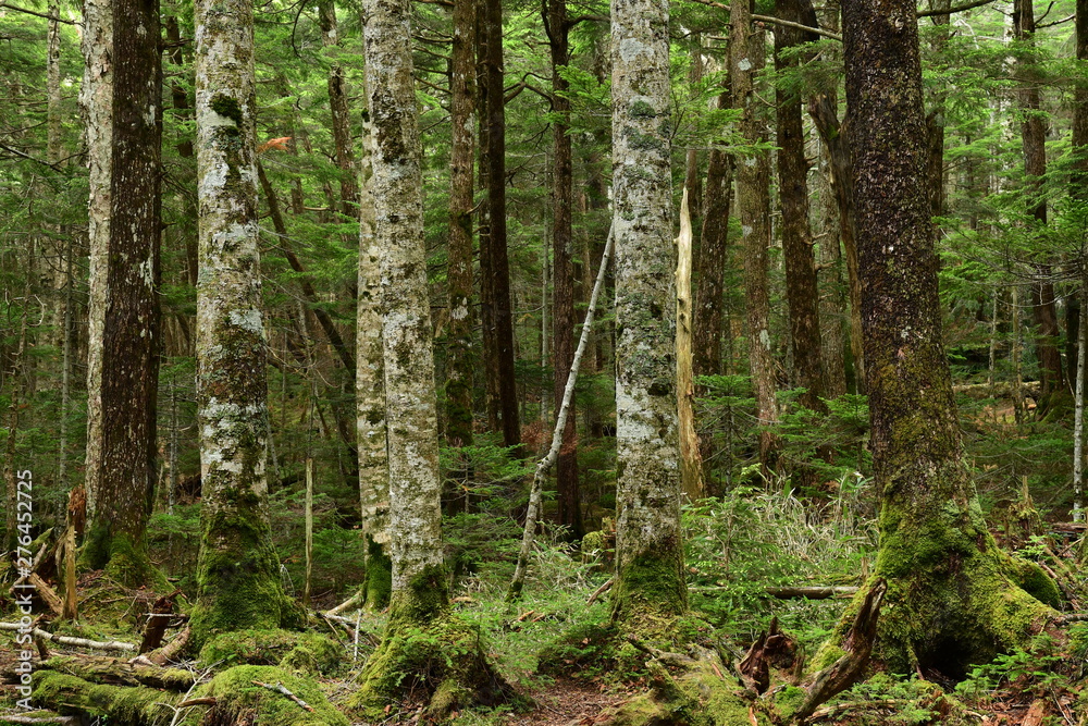 Fototapeta premium 苔の森