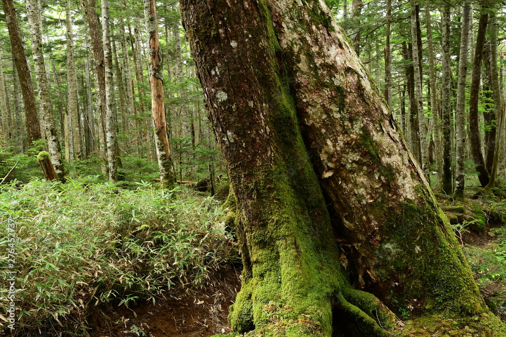 Naklejka premium Moss covered trees in green forest.