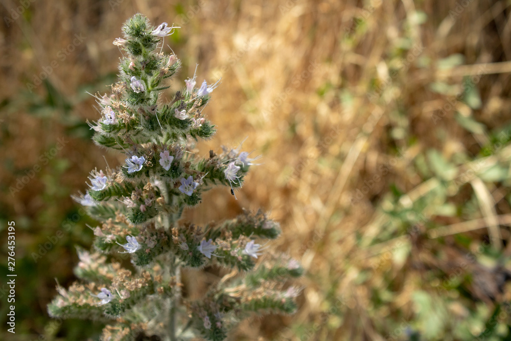 Close-up of catnip plant. Blurred background. Close-up of catnip plant. Blurred background.