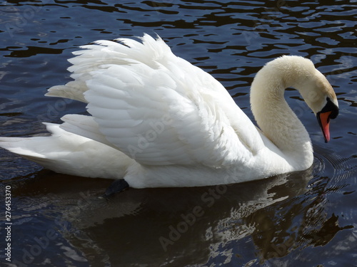 Swan swimming in a lake