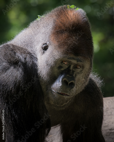 Closeup of a gorilla 