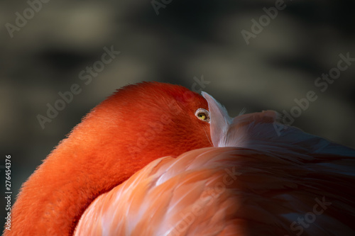 pink flamingo close-up