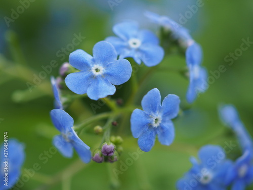 Forget-me-not flowers in Spring