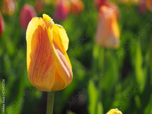 Orange tulip blooming in Spring