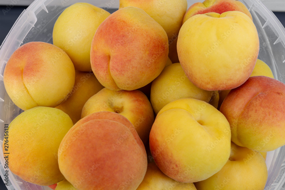 Fresh harvest of ripe apricots. Very large bright beautiful juicy ripe apricots in a clear bucket. Concept of summer harvest, nature, organic food and gardening, vitamins Fresh harvest of ripe apricots. Very large bright beautiful juicy ripe apricots in a clear bucket. Concept of summer harvest, nature, organic food and gardening, vitamins