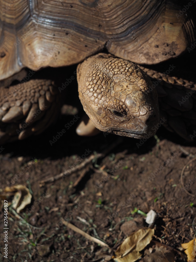 Tortoise in Kauai Tortoise in Kauai