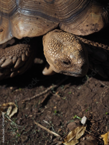 Tortoise in Kauai