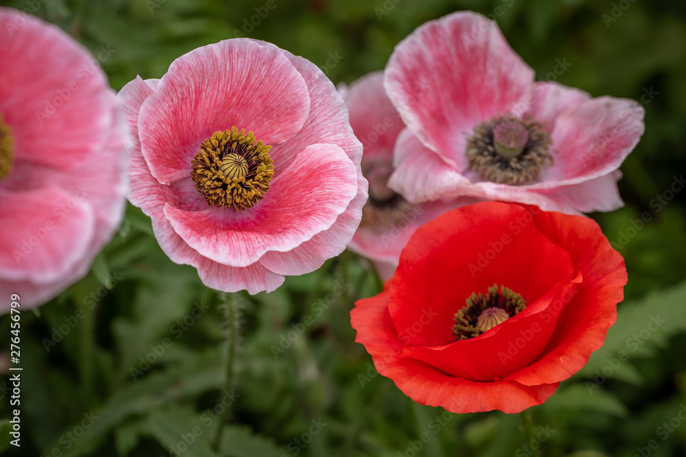 Closeup of pink poppies with one red