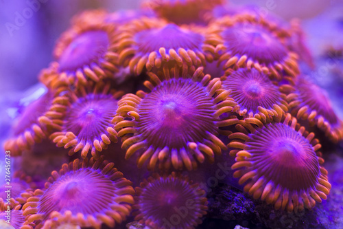 Foto Colorful zoanthus coral colony