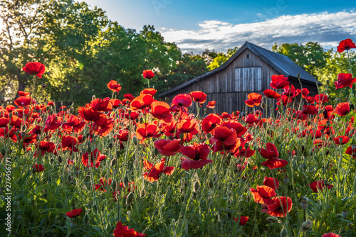 Garden of red poppies backlight with morning sunlight