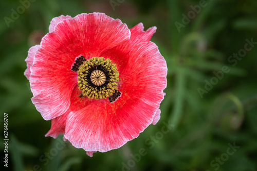 Single pink and red poppy close up